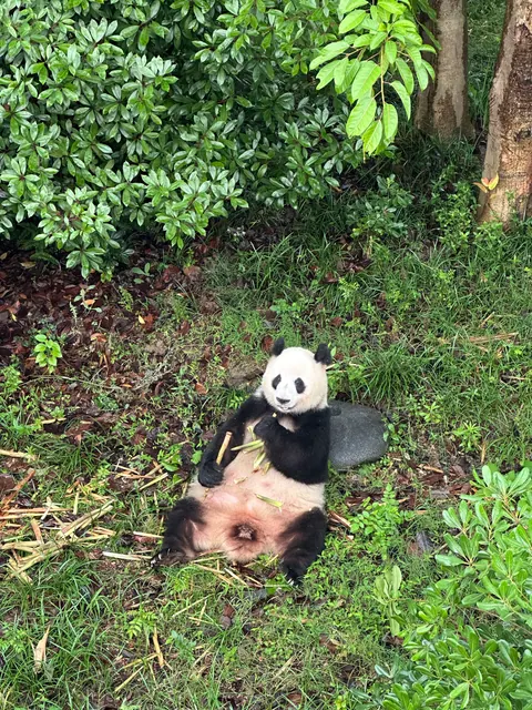 Panda mit Bambus zwischen grünen Pflanzen