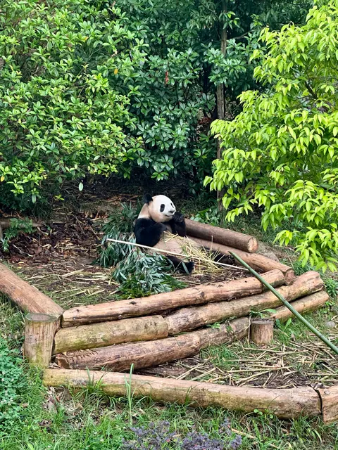 Panda in einer Anlage mit Holzbalken