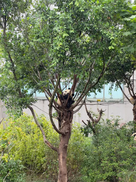 Baum und Holzkonstruktion im Grünen