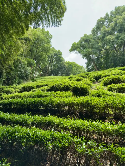 Reiseeindruck aus Hangzhou