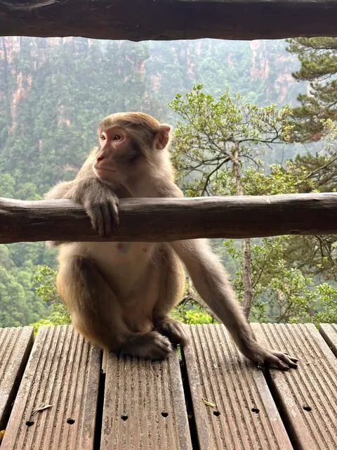 Reiseeindruck aus Zhangjiajie