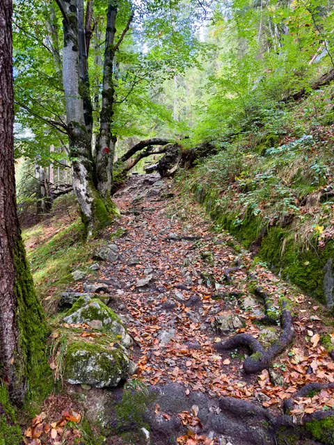 Schmaler Wanderpfad durch einen grünen Wald mit Laub und moosbewachsenen Steinen